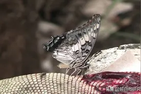世界十大吸血生物，你不知道的动物真面目图片