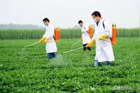 农村有些事真奇怪！很多人打农药时加尿素，到底有何用处？图片