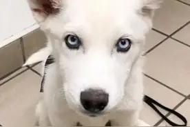 哈士奇魔性跑步姿势逗笑无数网友，却曾因残疾险些被安乐死...图片