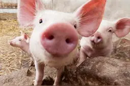 猪舍打扫需要注意那几项图片