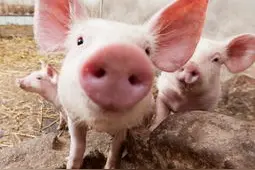 猪舍打扫需要注意那几项图片