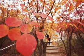 京郊这一赏秋地，一年只红20天，比香山更艳丽图片