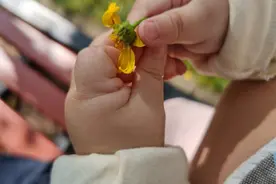 辣手摧花，花儿败图片