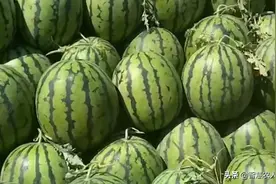 市场上无籽西瓜是如何培育的呢？农民朋友可以吗？一篇文章说明白图片