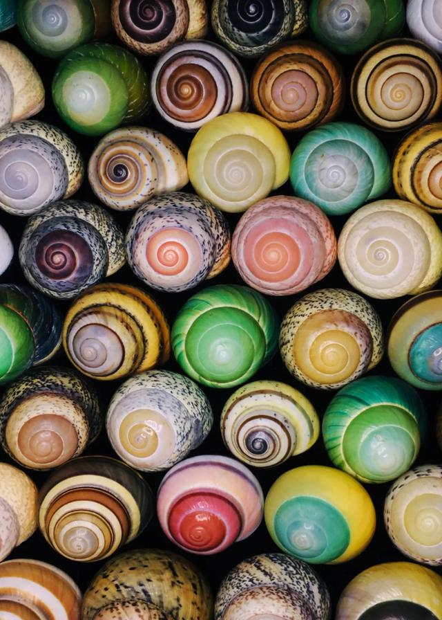 贝壳像什么-生活常识-江湖救急网