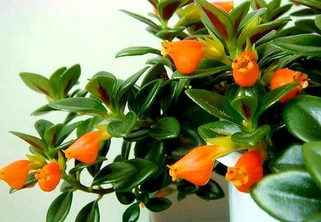 养金鱼吊兰,开花"窍门"要知道,做好开花不间断,满盆"金鱼"