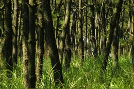 林草科普|林业专业术语：“灌木林地” “其他灌木林地”“未成林造林地” “苗圃地”“无立木林地”图片