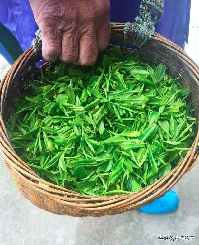 鳘鱼鳔炸着吃还是炖着吃 2026年鳘鱼鳔的吃法