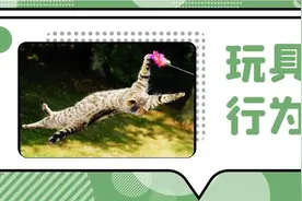 你家猫咪的玩具数量达到平均水平了吗？图片