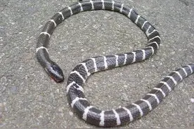 世界第四，亚洲第一毒蛇——银环蛇，给予世界上最温柔的死法图片