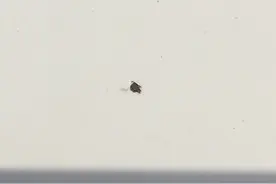 车漆被小石子崩掉漆，最简单实用的维修方法图片