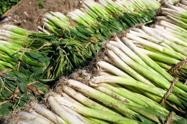 吃不完的大葱难保存?教你一个保鲜妙招,轻松放半年照样很新鲜