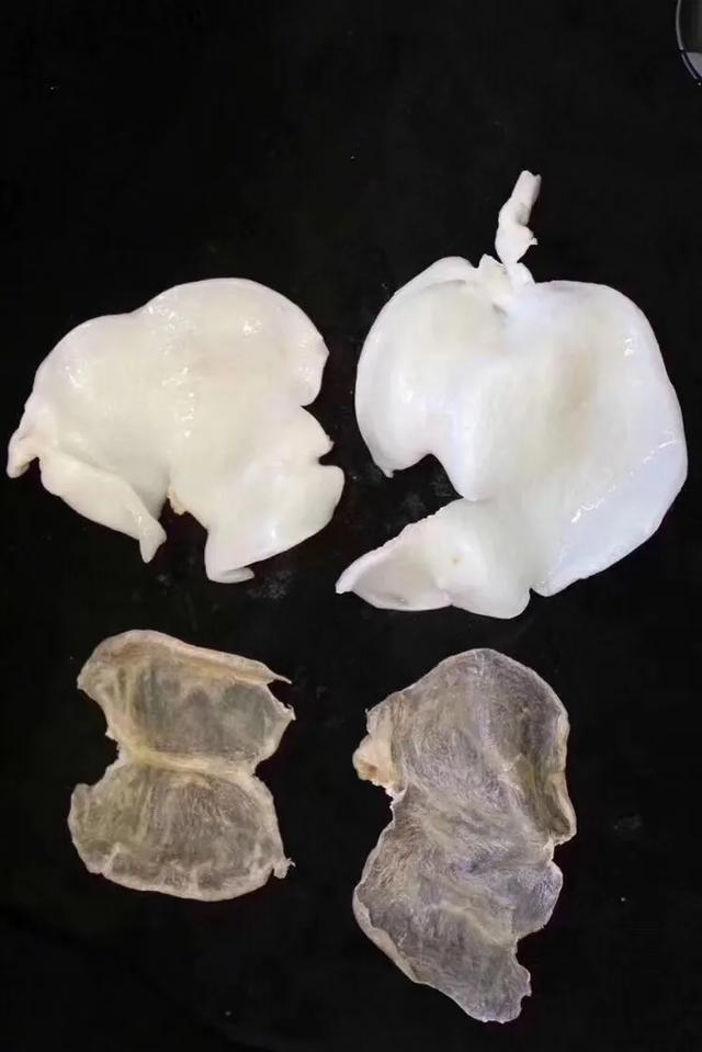 蝴蝶胶与花胶筒 蝴蝶胶与花胶筒哪个好