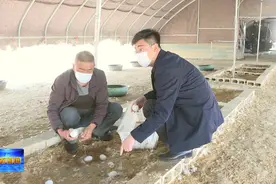 乡村振兴，威海滞销鹅蛋“变身记”图片