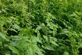 苦恼，高温天气蔬菜长势不好，快来使用遮阳网，让蔬菜清凉一夏吧图片
