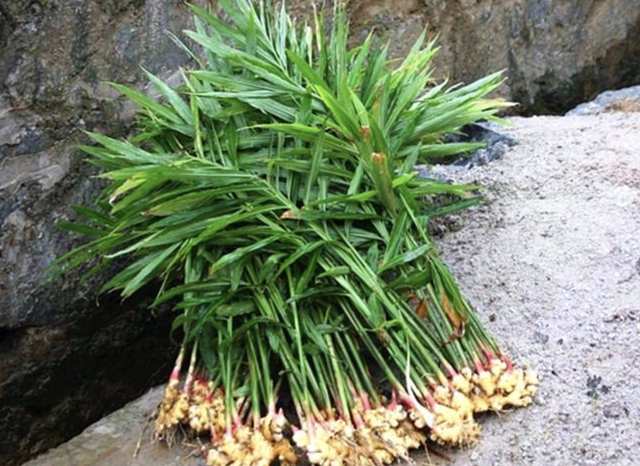 2万元多肉植物盆栽(饥荒多肉植物盆栽)-措必培