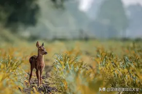 吐血整理230个效应大全合集图片