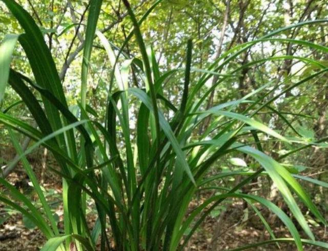 想兰花更美吗？别忽视浇水，你做对了吗？