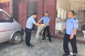 群众家中蛇出没，云南驿林区派出所及时抓捕解困扰图片