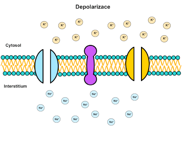 中学生物精美GIF动图来啦