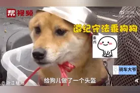 大爷骑车给狗子戴不锈钢饭盆自制头盔走红网络图片