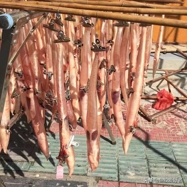 鳕胶与花胶的区别 2026年鳕胶与花胶的区别图片