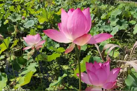 秦岭国家植物园值得一去吗？图片