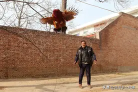 陕西农民大哥家有“凤凰鸡”，会看家护院，高价不卖图片