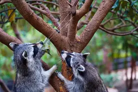 好萌！动物也过端午节 小浣熊吃上专属“粽子”图片