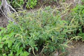 花170年扩散，终成入侵物种，却被用来煲汤，8月遭大量采挖图片
