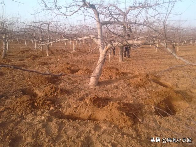 这份苹果管理周年施肥建议方案比较全面，果农们可以收藏备用