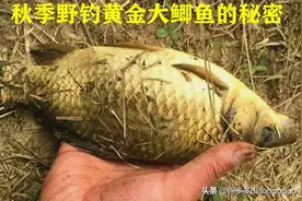 为什么别人钓鱼连竿，我的钓位一口没有？认识台钓，让你鱼获翻番图片