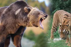 遇到熊如何保命？躺下装死管用吗？这份硬核自救指南请您注意查收图片