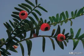 「秦岭百科 · 植物」红豆杉图片