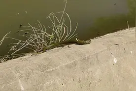 水蛇、花蛇、眼镜蛇，频繁有人钓鱼钓到蛇，该怎么应对？图片