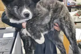 1岁大的秋田重达72斤，站起来跟人一样高，这到底是狗还是熊？图片