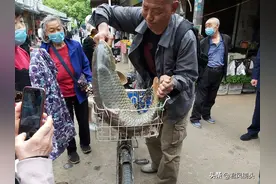 湖北宜昌：钓鱼者在集贸市场卖鱼，一条重约25斤的鲤鱼售价130元图片