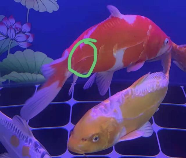 金鱼的鱼鳞炸起怎么了