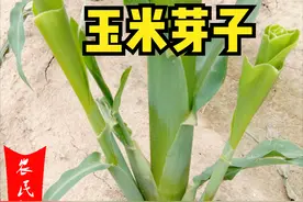 玉米芽子不用掰，为何还有农户去掰？掰掉会增产吗？图片