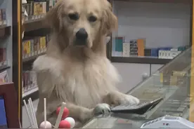 上海一小猫每天捕鱼成网红，打工不易，猫猫叹气图片