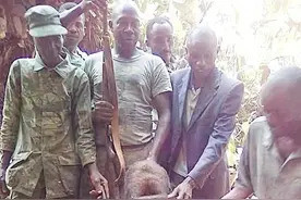 非洲持枪猎人枪杀一只山地大猩猩后微笑拍合影留念，画面令人愤怒图片