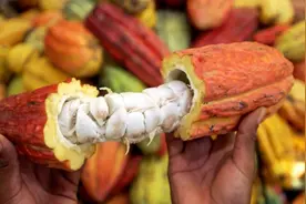 中医讲巧克力图片