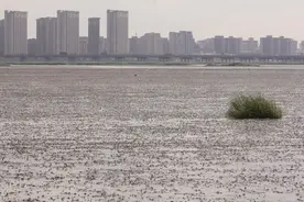 “爬蚂”蟹大量出现在青岛胶州湾海滩，数都数不过来图片