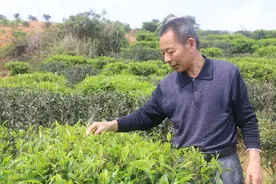汕头市农业科学研究所林雄：三轮十载驻村路，不忘初心助脱贫图片