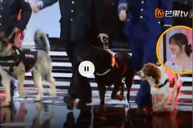快看视频！曲靖功勋犬“小龙”亮相 《天天向上》图片
