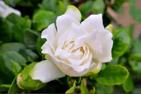 为什么买的栀子花总是养不活？自己扦插的却开花爆盆图片