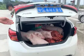 岳阳民警例检，一小车后备箱突然传来“猪叫”声图片
