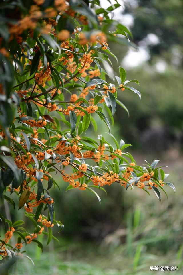 桂花树的样子，桂花长什么样子（倏然开了又倏然谢了）
