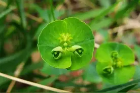 俗称“猫眼草”的植物有什么利用价值？图片