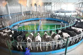 君乐宝选择长跑图片